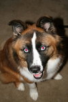 Kirin the Blue-Eyed Shepherd