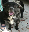 Chiva the Border Collie
