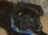 Chiva the Border Collie