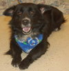 Chiva the Border Collie