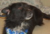 Chiva the Border Collie