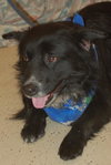 Chiva the Border Collie