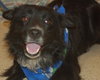 Chiva the Border Collie
