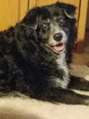 Chiva the Border Collie