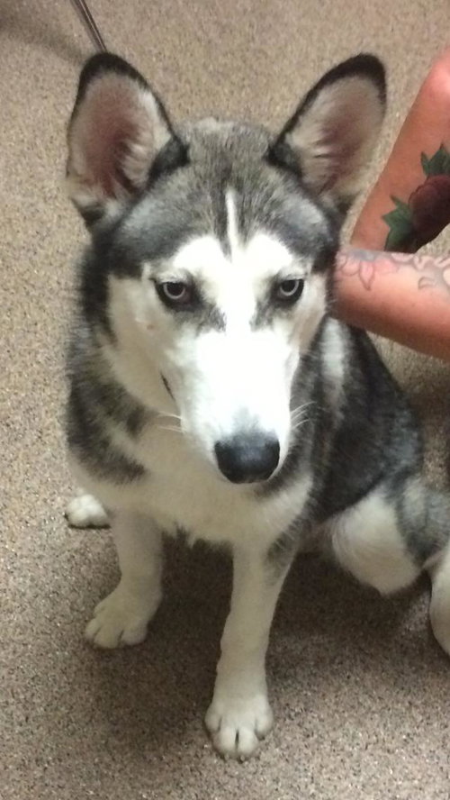 Shave the Gorgeous Husky