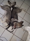 Shave the Gorgeous Husky