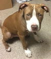 Tyson the Wonderful Running Partner