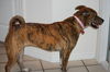 Sara the Sweetie
