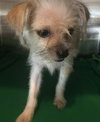 Pippa *A Bonded Pair*