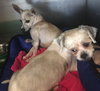 Pippa *A Bonded Pair*