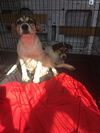 Josephine *A BONDED PAIR*