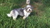 Louie The ONE PERSON OWNER dog*