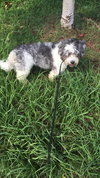Louie The ONE PERSON OWNER dog*