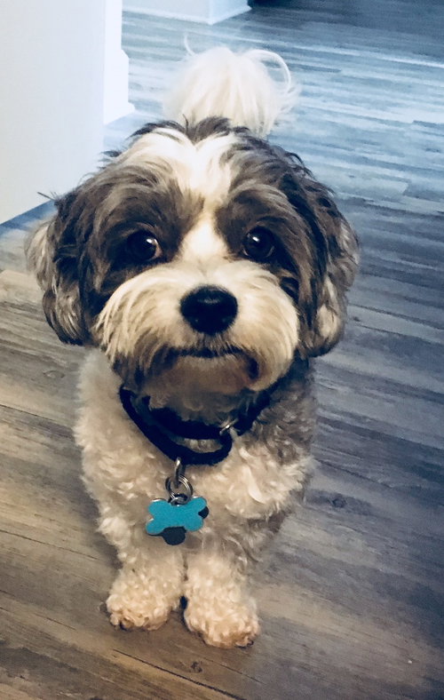 Louie The ONE PERSON OWNER dog*