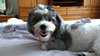 Louie The ONE PERSON OWNER dog*
