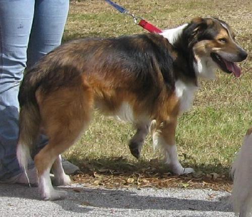 Kory the Collie
