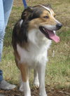 Kory the Collie