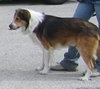 Kory the Collie
