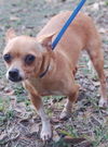 Peanut the Chihuahua