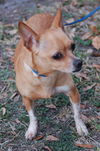 Peanut the Chihuahua