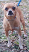 Peanut the Chihuahua