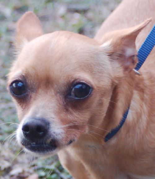 Peanut the Chihuahua