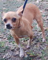 Peanut the Chihuahua