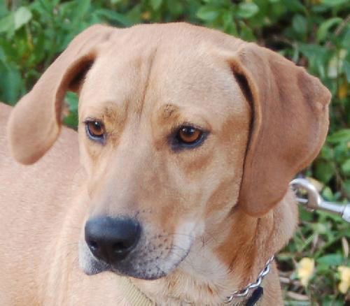 Daisy the Yellow Lab