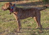 Tag the Leopard Dog
