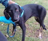 Minnie 3 Legged Wonder Girl