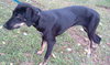 Minnie 3 Legged Wonder Girl