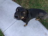 Minnie 3 Legged Wonder Girl