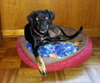 Minnie 3 Legged Wonder Girl