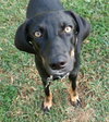Minnie 3 Legged Wonder Girl