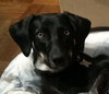 Minnie 3 Legged Wonder Girl