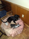 Minnie 3 Legged Wonder Girl