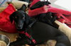 Minnie 3 Legged Wonder Girl