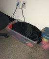 Minnie 3 Legged Wonder Girl