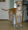 Chewy the Greyhound