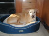 Chewy the Greyhound
