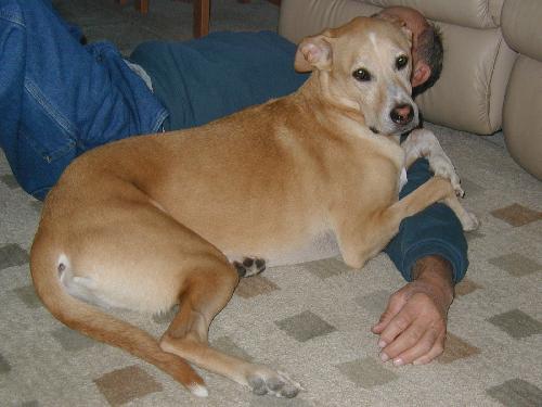 Chewy the Greyhound