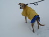 Chewy the Greyhound