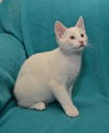 Wilbur