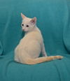 Wilbur