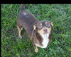 Coco A BONDED PAIR WITH TANK*