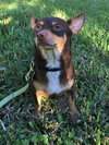 Coco A BONDED PAIR WITH TANK*