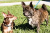 Coco A BONDED PAIR WITH TANK*