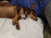 Coco A BONDED PAIR WITH TANK*