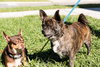 Tank *A BONDED PAIR WITH COCO*