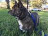 Tank *A BONDED PAIR WITH COCO*